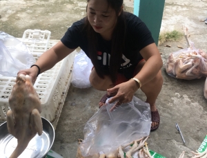 Bán Gà Ta Thả Vườn 